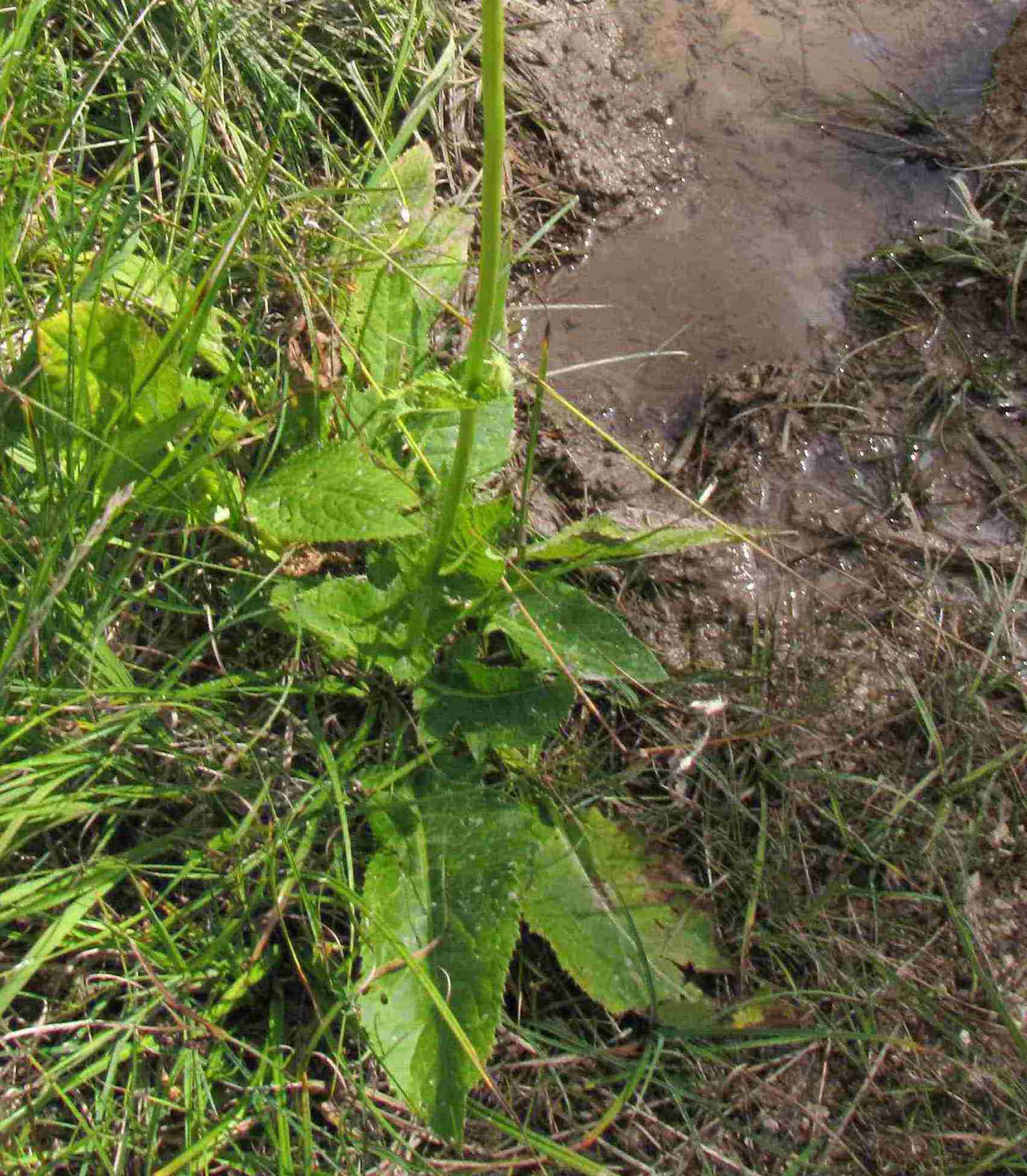 Cirsium oleraceum / Cardo giallastro